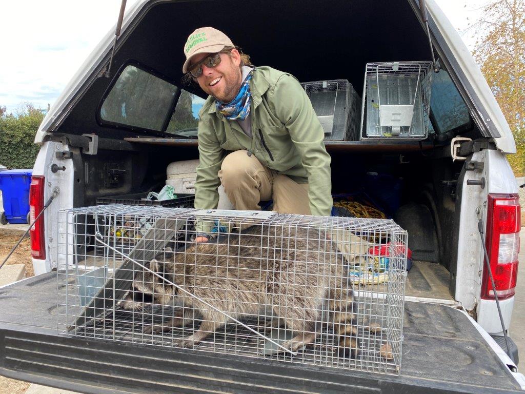 Fayetteville raccoon trapping